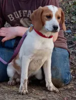 Lemon, a male Beagle for sale in Batavia, OH – Photo 1 of 6