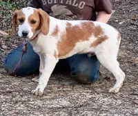 Lemon, a male Beagle for sale in Batavia, OH – Photo 4 of 6