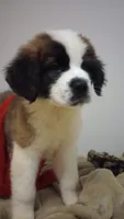 Bear, a male Saint Bernard for sale in Batavia, OH – Photo 3 of 5