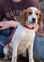 Lemon, a male Beagle for sale in Batavia, OH – Photo 3 of 6