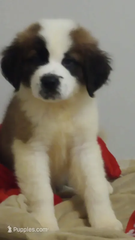 Bear – Saint Bernard puppy for sale in Batavia, OH