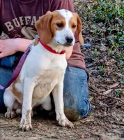 Lemon, a male Beagle for sale in Batavia, OH – Photo 6 of 6