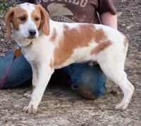 Lemon, a male Beagle for sale in Batavia, OH – Photo 5 of 6