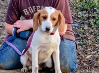 Lemon, a male Beagle for sale in Batavia, OH – Photo 2 of 6