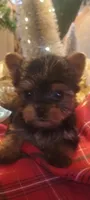 Toy yorkie, a male Yorkshire Terrier for sale in Mount Orab, OH – 3 of 3