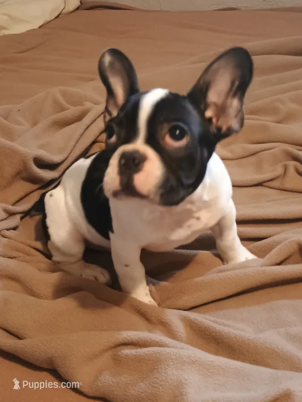 Akc French bulldog  – French Bulldog puppy for sale in Sardinia, OH