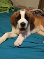 Delta , a female Saint Bernard for sale in Williamsburg, OH – 1 of 4