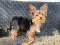 T+cup parti color, a male Yorkshire Terrier for sale in Mount Orab, OH – 8 of 10