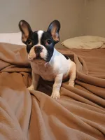 Akc Checkers, a male French Bulldog for sale in Sardinia, OH – 5 of 10
