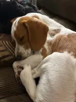 Bailey , a male Beagle for sale in Mount Orab, OH – 3 of 3
