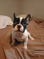 Akc Checkers, a male French Bulldog for sale in Sardinia, OH – 8 of 10