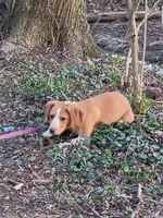 Red, a female Beagle for sale in Batavia, OH – Photo 5 of 5