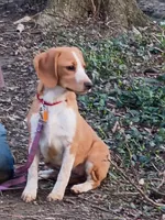 Red, a female Beagle for sale in Batavia, OH – Photo 2 of 5