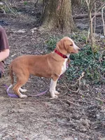 Red, a female Beagle for sale in Batavia, OH – Photo 1 of 5