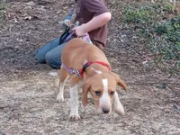 Red, a female Beagle for sale in Batavia, OH – Photo 4 of 5