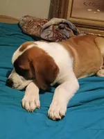 Delta , a female Saint Bernard for sale in Williamsburg, OH – 2 of 4
