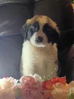 Champion girl, a female Saint Bernard for sale in Batavia, OH – Photo 5 of 10