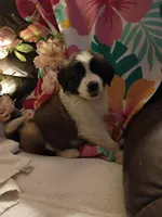 Champion girl, a female Saint Bernard for sale in Batavia, OH – Photo 6 of 10