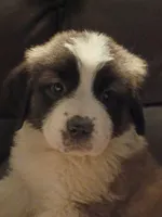 Champion girl, a female Saint Bernard for sale in Batavia, OH – Photo 4 of 10