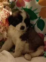 Champion girl, a female Saint Bernard for sale in Batavia, OH – Photo 3 of 10