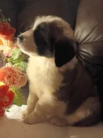 Champion girl, a female Saint Bernard for sale in Batavia, OH – Photo 8 of 10