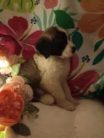 Champion girl, a female Saint Bernard for sale in Batavia, OH – Photo 9 of 10