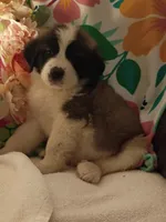 Champion girl, a female Saint Bernard for sale in Batavia, OH – Photo 2 of 10