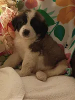 Champion girl, a female Saint Bernard for sale in Batavia, OH – Photo 10 of 10