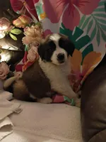 Champion girl, a female Saint Bernard for sale in Batavia, OH – Photo 1 of 10