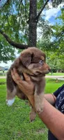 Chocolate , a male Australian Shepherd for sale in Prairieville, LA – 2 of 2