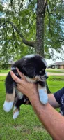 Elvis, a male Australian Shepherd for sale in Prairieville, LA – 2 of 2