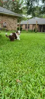 Ivy, a female Australian Shepherd for sale in Prairieville, LA – 5 of 5