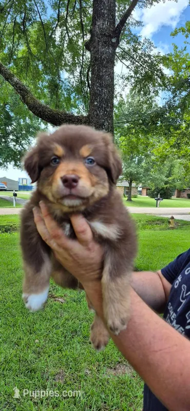 Chocolate  – Australian Shepherd puppy for sale in Prairieville, LA