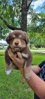 Chocolate , a male Australian Shepherd for sale in Prairieville, LA – 1 of 2