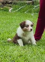 Ivy, a female Australian Shepherd for sale in Prairieville, LA – 4 of 5