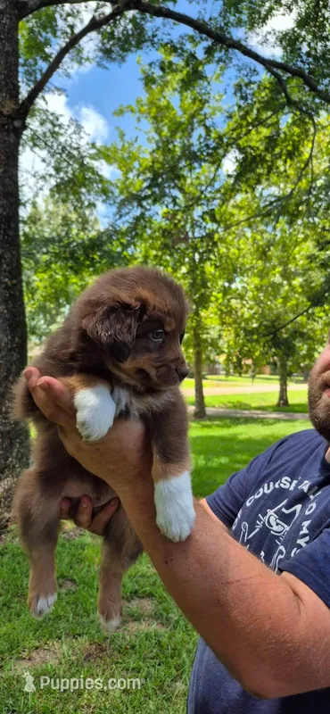 Cocoa  – Australian Shepherd puppy for sale in Prairieville, LA