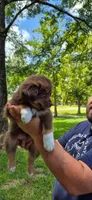 Cocoa , a male Australian Shepherd for sale in Prairieville, LA – 1 of 2