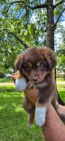 Cocoa , a male Australian Shepherd for sale in Prairieville, LA – 2 of 2