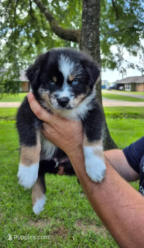 Elvis – Australian Shepherd puppy for sale in Prairieville, LA