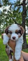 Ivy, a female Australian Shepherd for sale in Prairieville, LA – 2 of 5