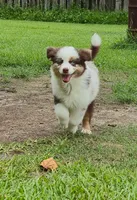 Ivy, a female Australian Shepherd for sale in Prairieville, LA – 3 of 5
