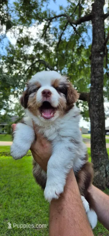 Ivy – Australian Shepherd puppy for sale in Prairieville, LA