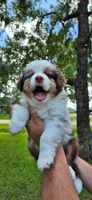 Ivy, a female Australian Shepherd for sale in Prairieville, LA – 1 of 5