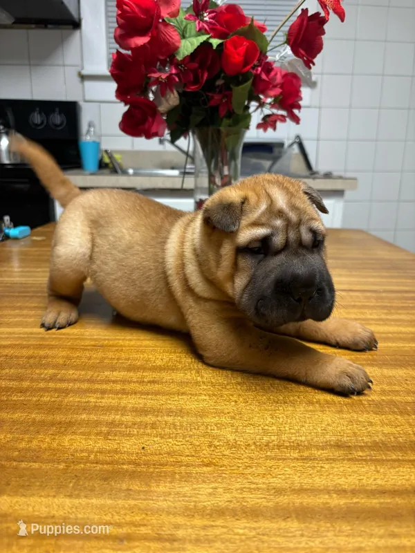 Puppy – Chinese Shar-Pei puppy for sale in Detroit, MI