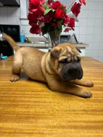 Puppy, a female Chinese Shar-Pei for sale in Detroit, MI – 1 of 2