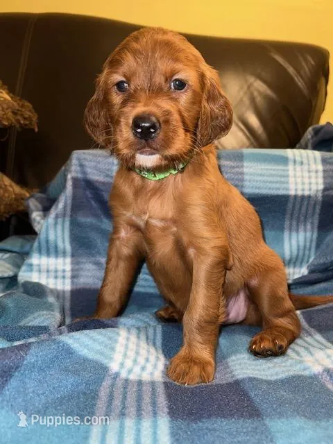 Green Collar Girl – Irish Setter puppy for sale in Russellville, AL