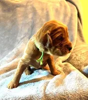 Green Collar Girl, a female Irish Setter for sale in Russellville, AL – Photo 3 of 7