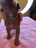 Green Collar, a female Irish Setter for sale in Russellville, AL – Photo 2 of 4