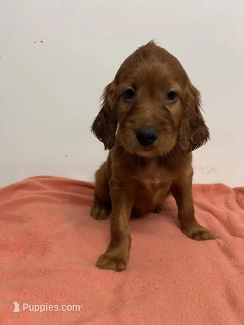 Green Collar Girl – Irish Setter puppy for sale in Russellville, AL