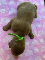 Green Collar, a female Irish Setter for sale in Russellville, AL – Photo 4 of 4